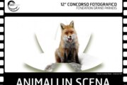 Concorso Fotografico Animali in scena – Scadenza 13 Marzo 2017